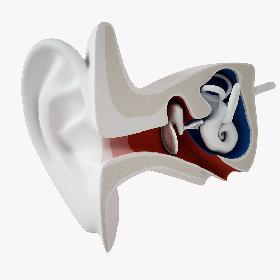 Inner Ear